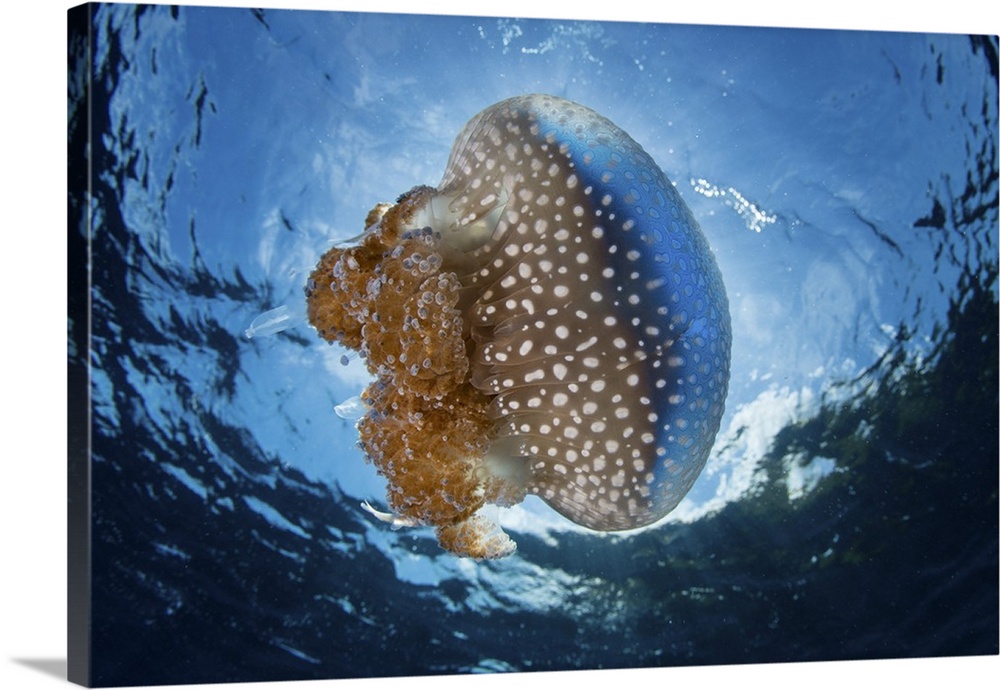 A white-spotted jellyfish drifts in a strong current in the Lesser Sunda Islands.