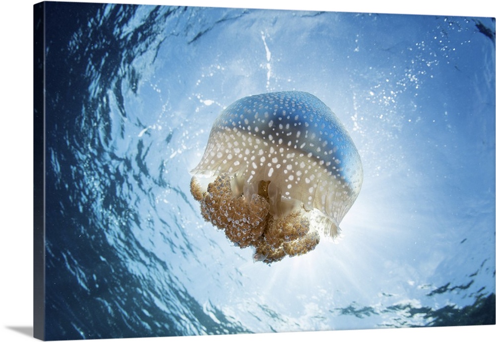 A white-spotted jellyfish drifts in a strong current in the Lesser Sunda Islands.