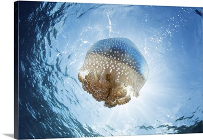 A white-spotted jellyfish drifts in a strong current in the Lesser Sunda Islands