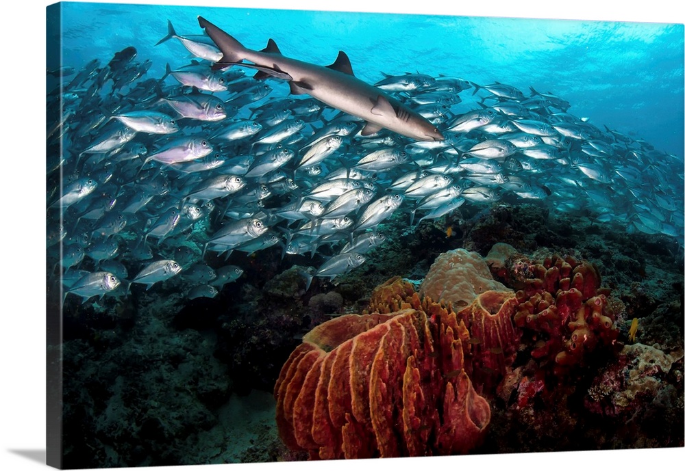 A whitetip reef shark swims in front of a school of bigeye trevally.