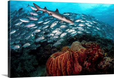 A Whitetip Reef Shark Swims In Front Of A School Of Bigeye Trevally