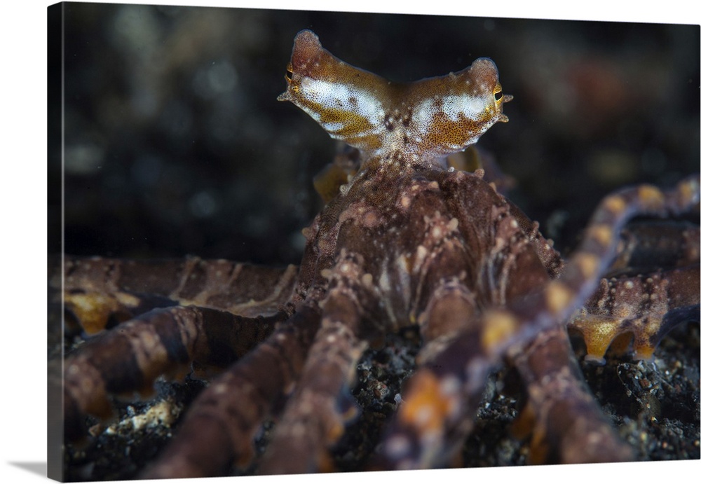 A Wonderpus octopus crawls on black sand.