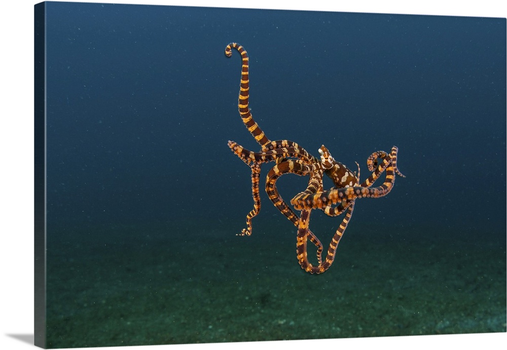 A wunderpus octopus hunts for prey on the sandy seafloor.