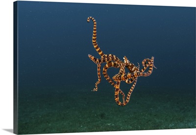 A Wunderpus Octopus Hunts For Prey On The Sandy Seafloor