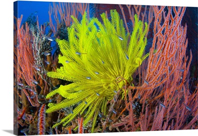 A yellow crinoid feather star against red fan coral, Papua New Guinea