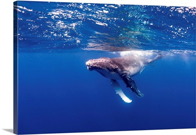 A Young Humpback Whale Plays On The Surface