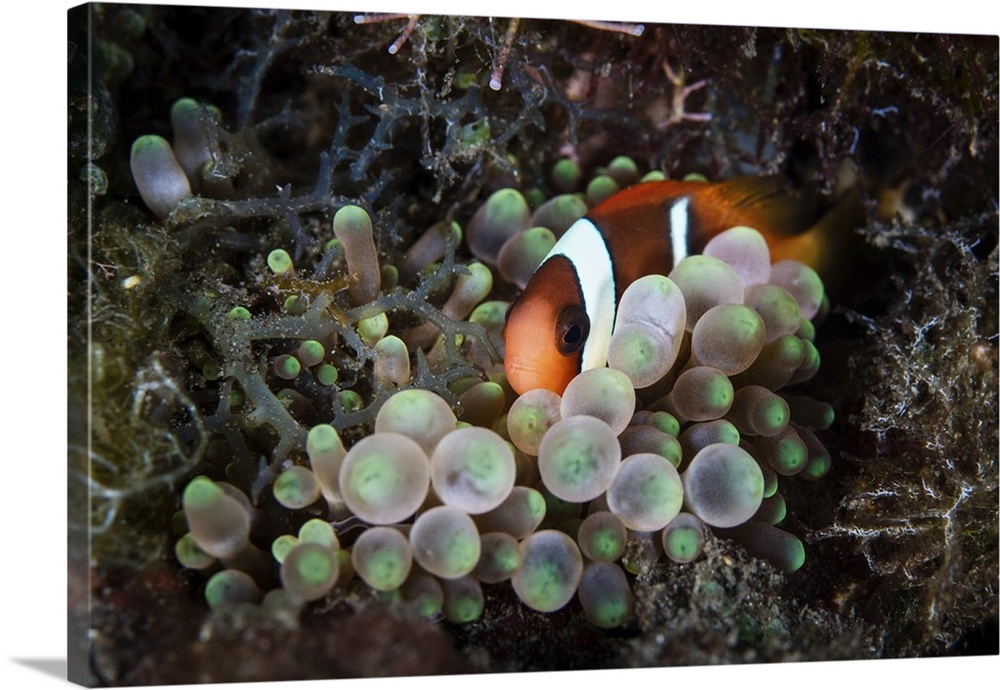 A young red and black anemonefish snuggles into its host anemone.