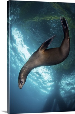 A young sea lion plays under an oil rig platform, Southern California