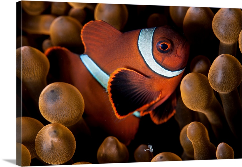 A young spinecheek anemonefish swims among the tentacles of its host anemone.