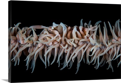 A Zanzibar Whip Coral Shrimp Camouflages Itself On Its Host Octocoral