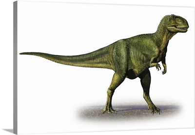 Abelisaurus comahuensis, a prehistoric era dinosaur