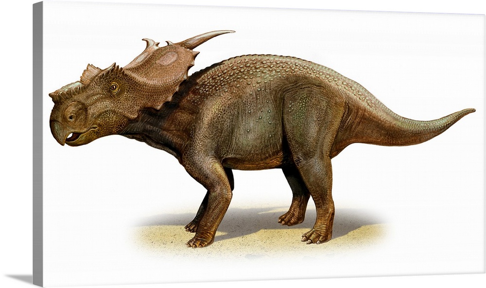 Achelousaurus horneri, a prehistoric era dinosaur.
