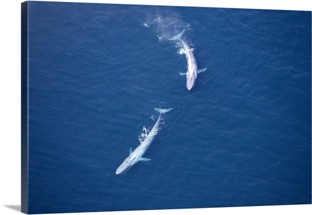 Aerial view of two blue whales (Balaenoptera musculus) in the Gulf of California, Mexico.