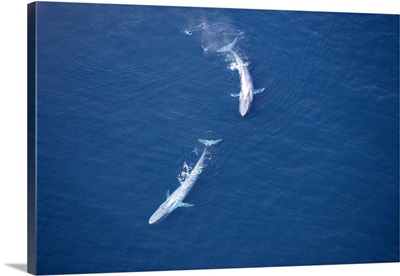 Aerial view of two blue whales in the Gulf of California, Mexico.