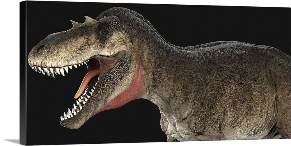 Albertosaurus dinosaur head, side view.