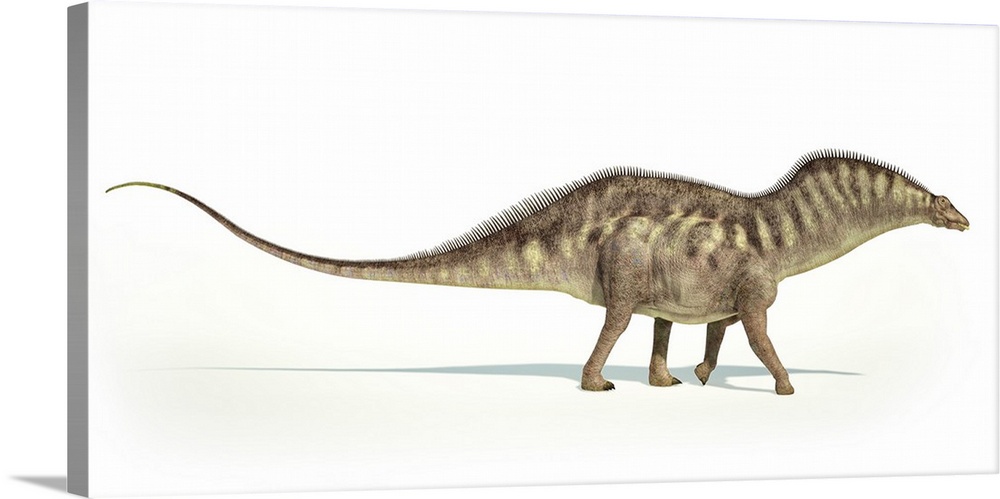 Amargasaurus dinosaur on white background.