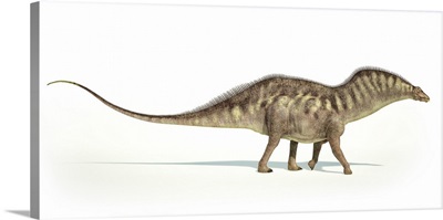Amargasaurus dinosaur on white background