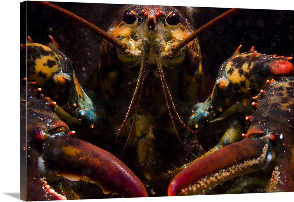 American lobster, front view, Maine.