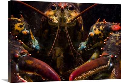 American lobster, front view, Maine