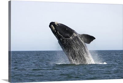 An adult southern right whale breaching the water