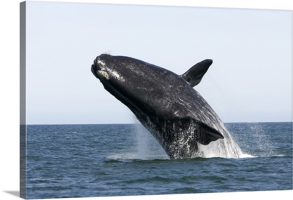 An adult southern right whale (Eubalaena australis) breaching the water, Valdes Peninsula, Province Chubut, Patagonia, Arg...