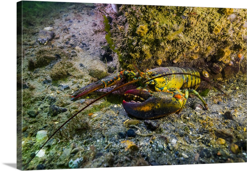 An American lobster in New Hampshire in the intertidal zone.