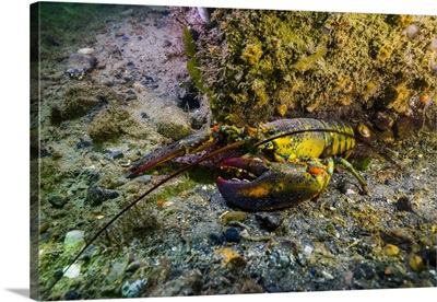 An American lobster in New Hampshire in the intertidal zone