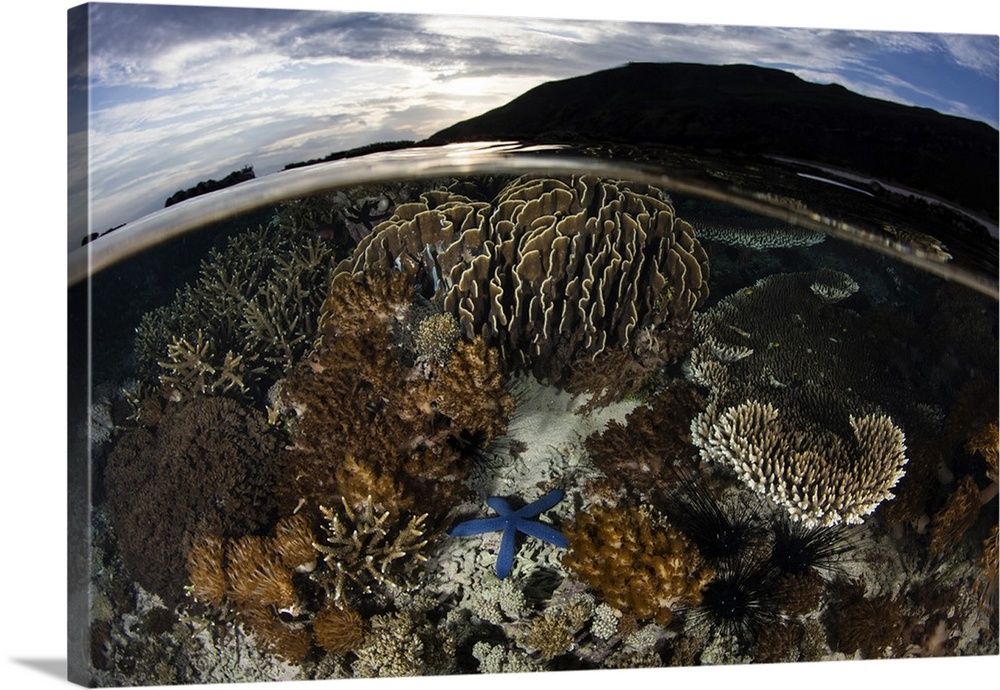 An array of corals and invertebrates grow on a reef in Komodo National Park.