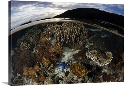 An array of corals and invertebrates grow on a reef in Komodo National Park