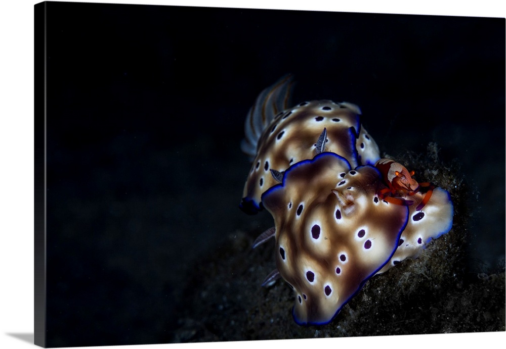 An emperor shrimp sits atop a pair of Hypselodoris tryoni nudibranch while it feeds.