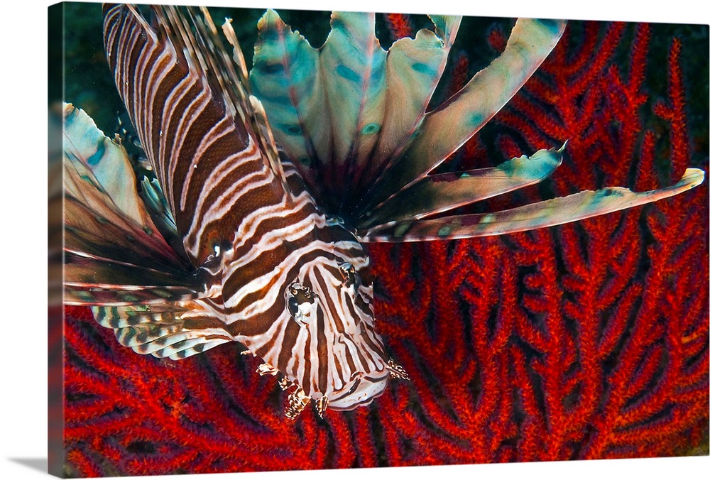 An Invasive Indo-Pacific Lionfish off the coast of North Carolina in the Atlantic Ocean.