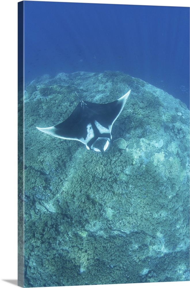 An oceanic manta ray, Manta birostris, swims over a coral reef.