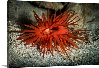 An Oriental Fileclam, Also Known As A Flame Scallop