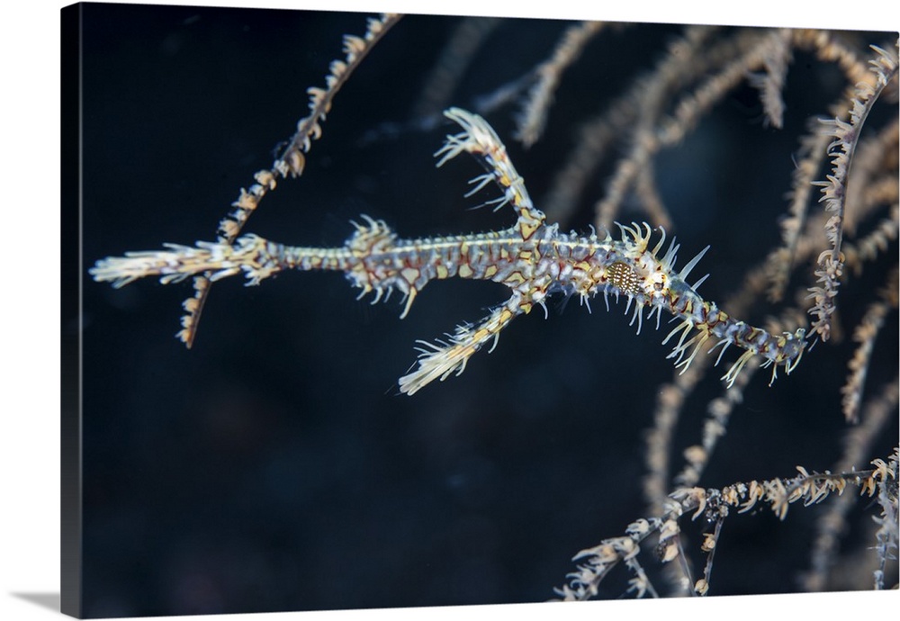 An ornate ghost pipefish blends into its environment.