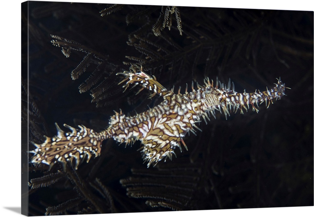 An ornate ghost pipefish, Solenostomus paradoxus, hovers near a hydroid.