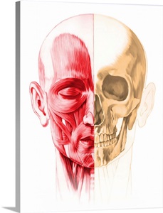 Anatomy of a male human head, with half muscles and half skull image thumbnail