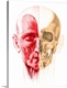 image thumbnail of Anatomy of a male human head, with half muscles and half skull, front view.