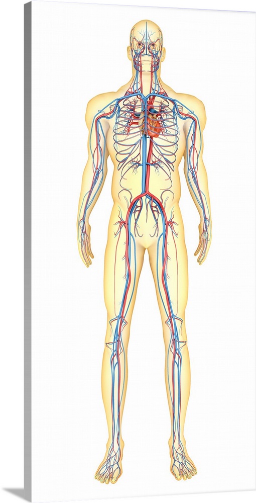 Anatomy of human body and circulatory system, front view.