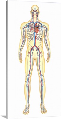 Anatomy of human body and circulatory system, front view