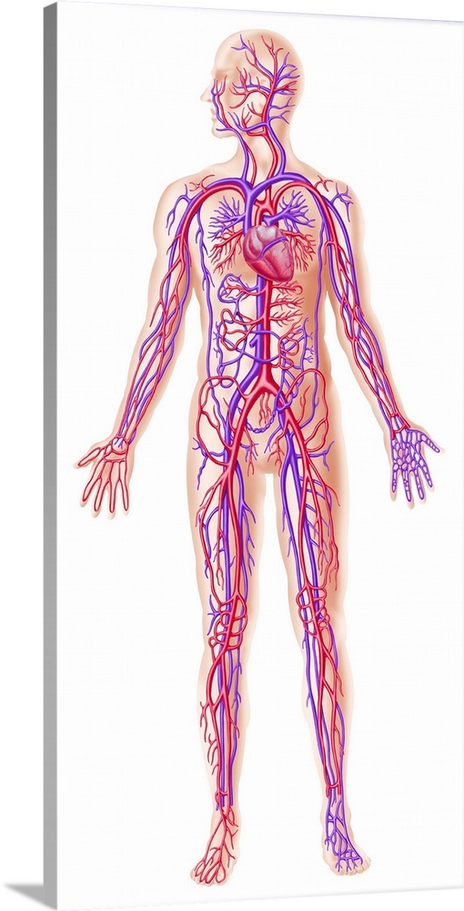 Anatomy of human circulatory system.