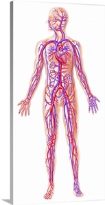 Anatomy of human circulatory system image thumbnail