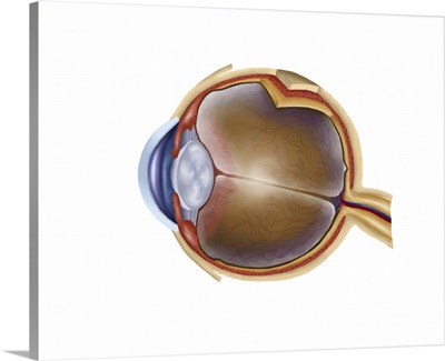 Anatomy of human eye