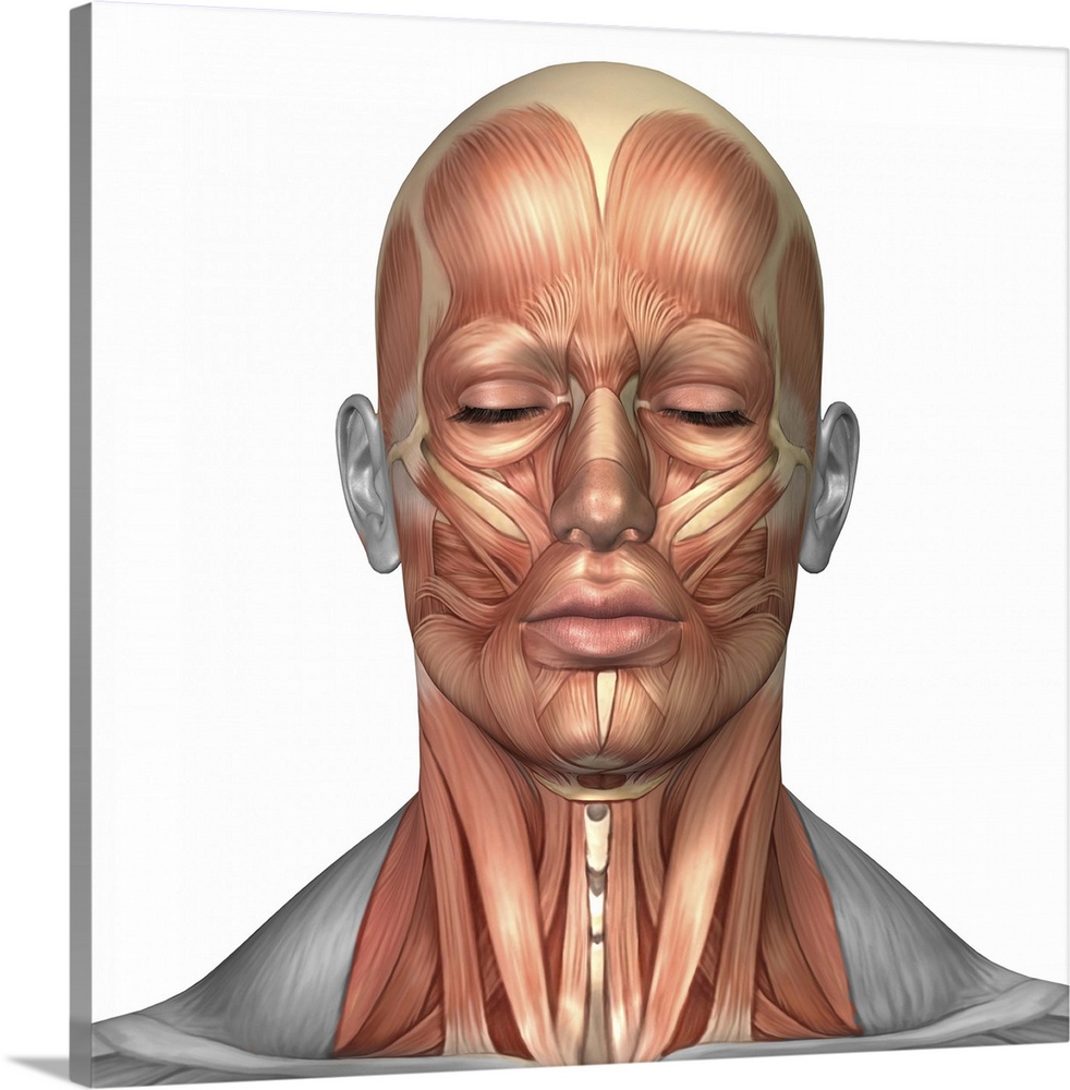 Anatomy of human face and neck muscles, front view.