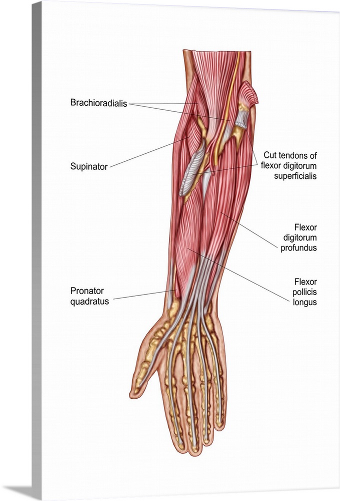 Anatomy of human forearm muscles, deep anterior view.