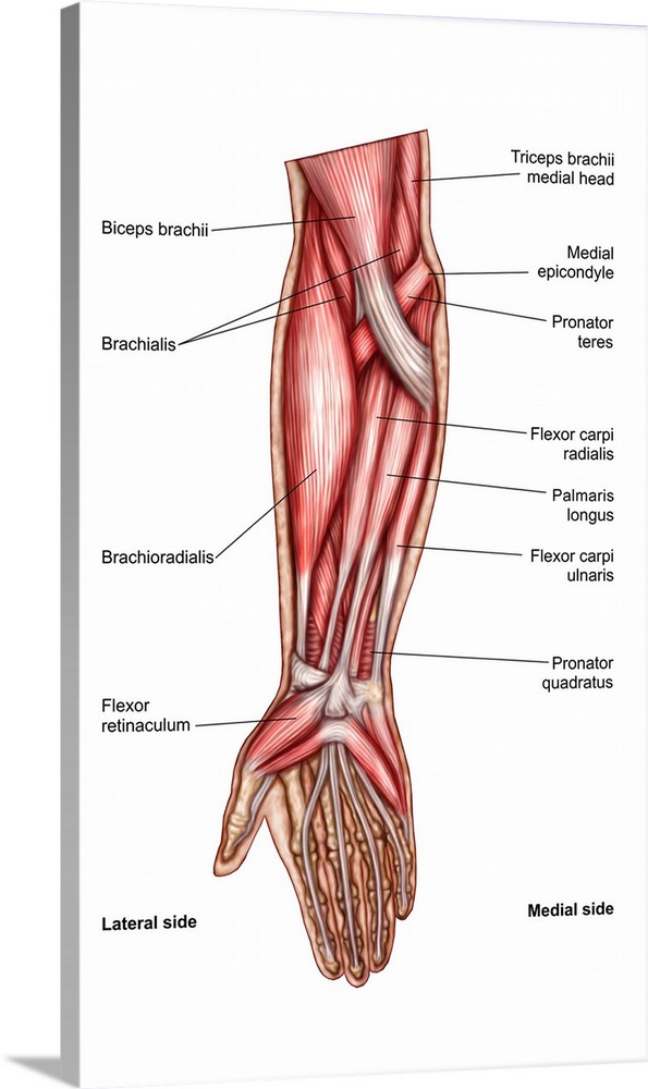 Anatomy of human forearm muscles, superficial anterior view..