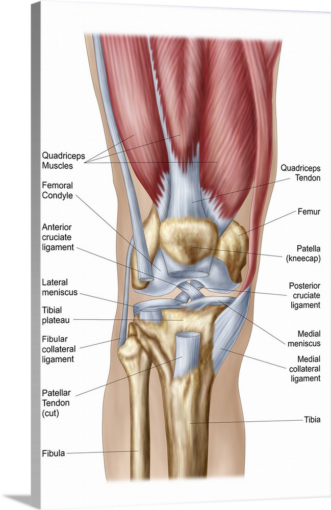 Anatomy of human knee joint..