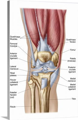 Anatomy of human knee joint