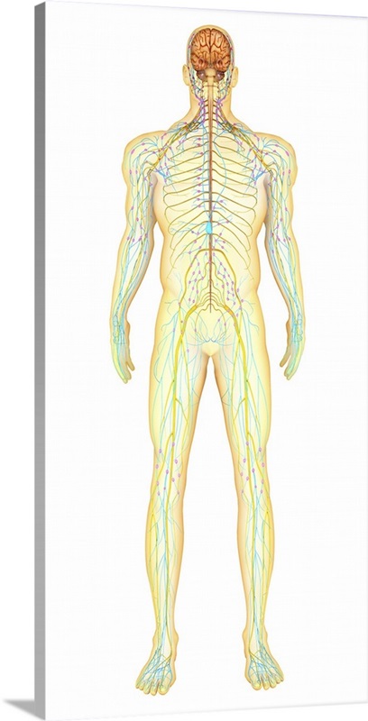 Anatomy of human nervous system and lymphatic system | Great Big Canvas