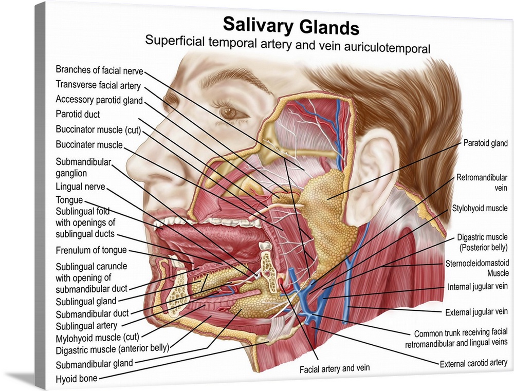 Anatomy of human salivary glands.