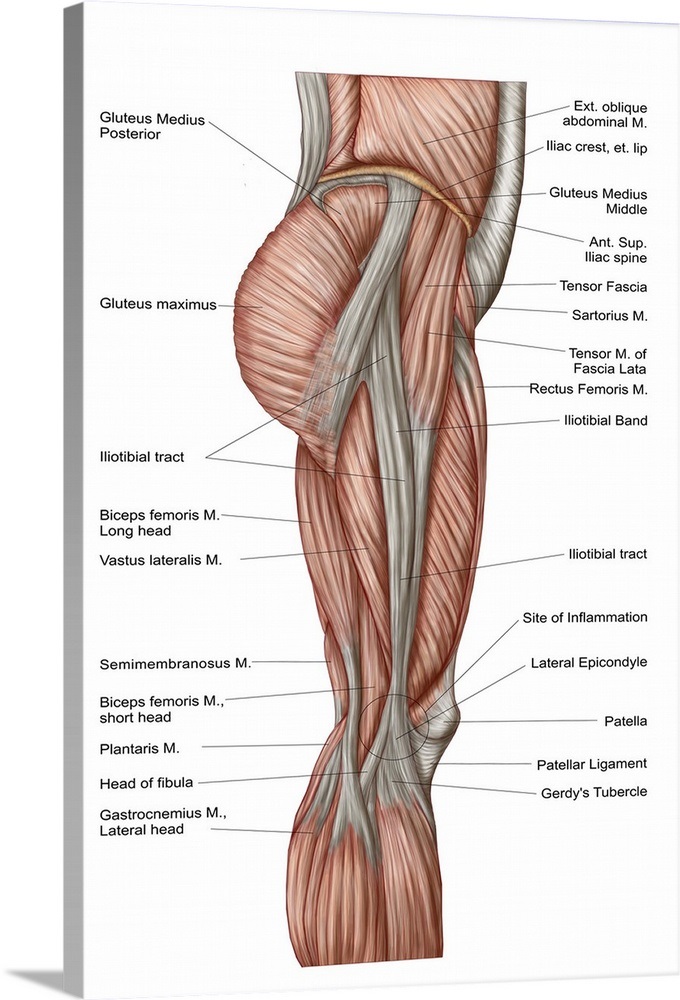 Anatomy of human thigh muscles, anterior view Wall Art, Canvas Prints